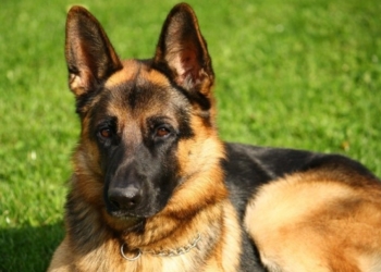 На Николаевщине военный силой отобрал у хозяина понравившуюся ему овчарку