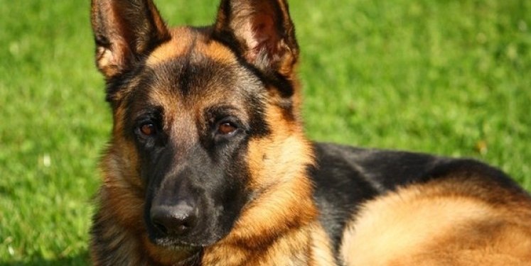 На Николаевщине военный силой отобрал у хозяина понравившуюся ему овчарку