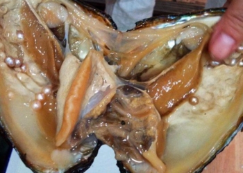 Херсонская “аграрка” готова выращивать жемчуг