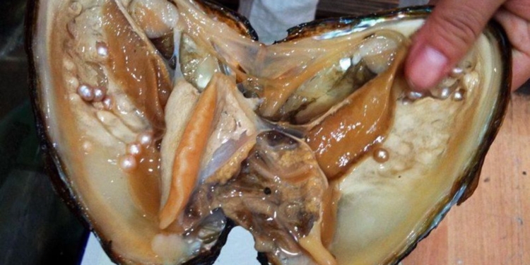 Херсонская “аграрка” готова выращивать жемчуг