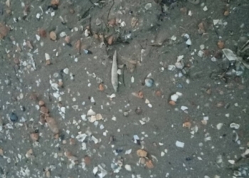 На Николаевщине очередной замор рыбы – берег Рыбаковки усыпан мертвой атериной