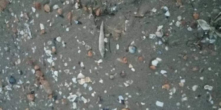 На Николаевщине очередной замор рыбы – берег Рыбаковки усыпан мертвой атериной