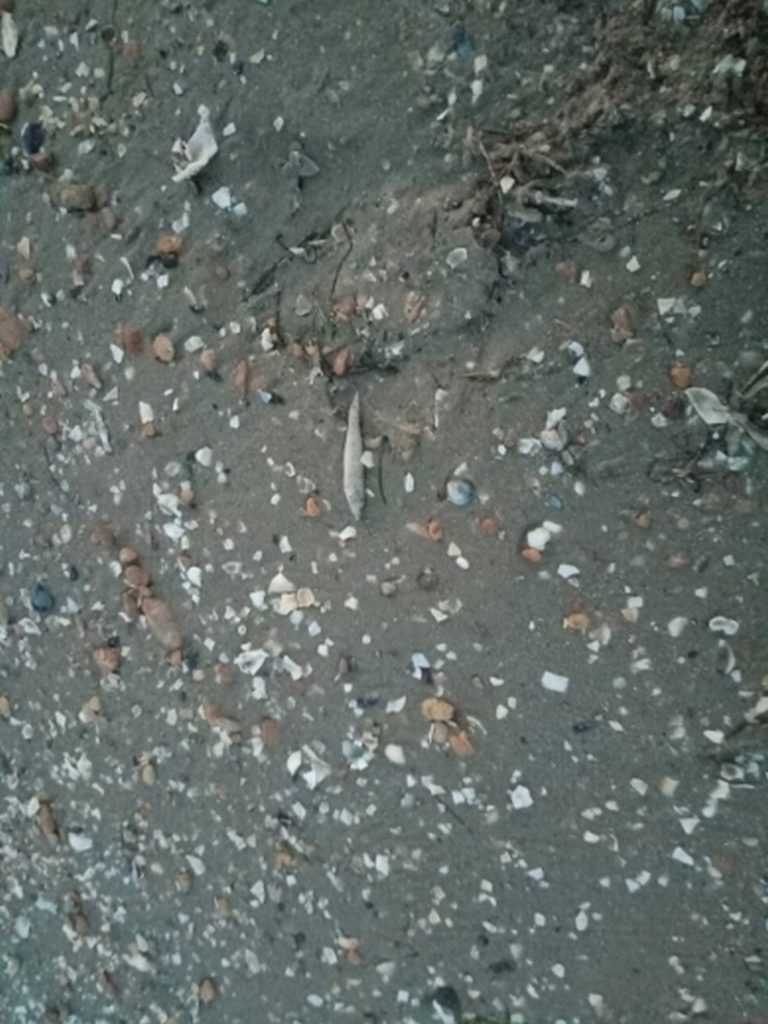 На Николаевщине очередной замор рыбы – берег Рыбаковки усыпан мертвой атериной 7