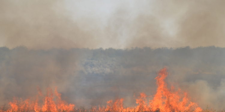 В Николаеве горит территория бывшего водохранилища
