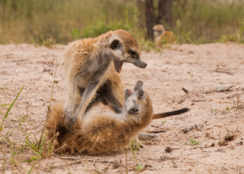 Лидеры стареют раньше, но живут дольше – доказано на сурикатах
