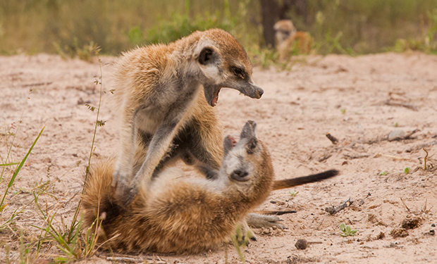 Лидеры стареют раньше, но живут дольше – доказано на сурикатах