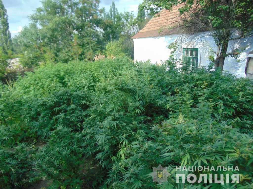И полкило готовой сухой конопли, 44 куста растущей – на Николаевщине полиция нагрянула к очередному «агроному» 1