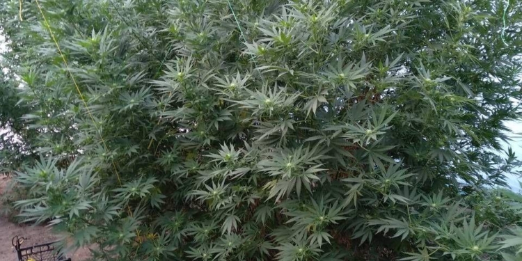 Не ради корысти, а ради здоровья: в Николаеве 70-летняя бабуля вырастила 2,5-метровую коноплю