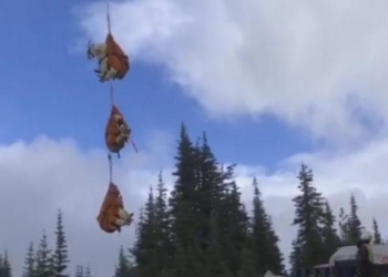 “Я лечу!”: в одном из национальных парков США горных коз перевозят вертолетами на новое место обитания