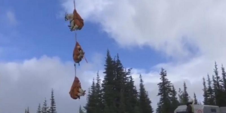 “Я лечу!”: в одном из национальных парков США горных коз перевозят вертолетами на новое место обитания