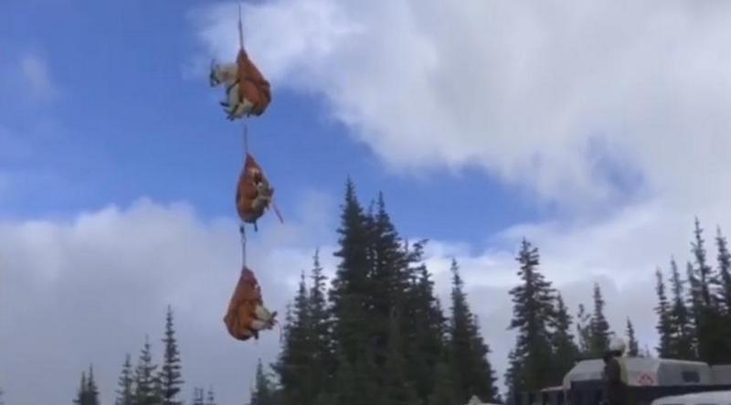 "Я лечу!": в одном из национальных парков США горных коз перевозят вертолетами на новое место обитания 1