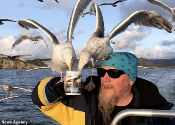 Не ради себя, а ради орланов: как норвежский капитан поит чаек чаем