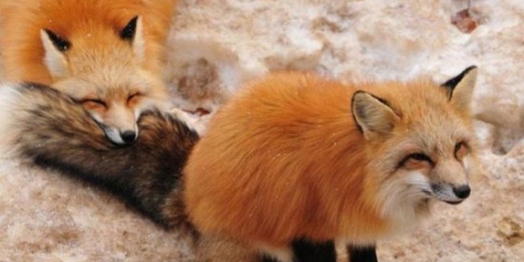 Диких хищников, живущих на территории Украины, вакцинируют от бешенства с помощью… самолетов