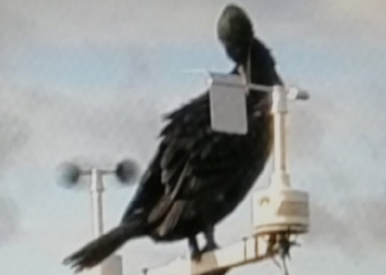 Хоть на кофейной гуще гадай. Бакланы и синицы мешают работать финской метеостанции