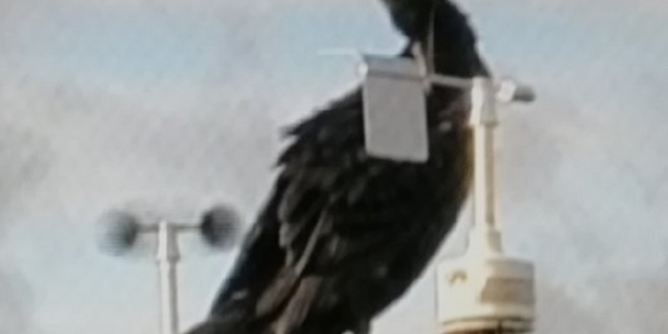 Хоть на кофейной гуще гадай. Бакланы и синицы мешают работать финской метеостанции