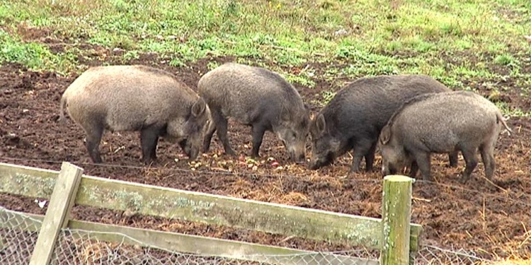 Финны построят забор из стальной сетки на границе с Россией