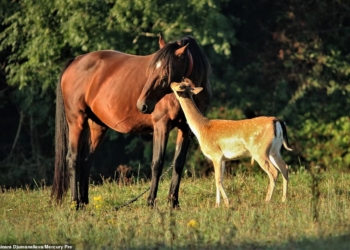 Домашние лошади усыновили дикого молодого оленя