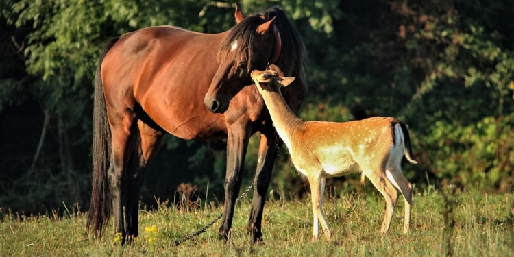 Домашние лошади усыновили дикого молодого оленя