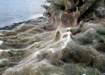 Пауки заплели паутиной 300 метров пляжа на греческом острове