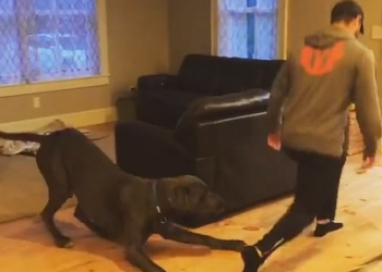 «Делай, как я!»: датский дог копирует своего хозяина на разминке