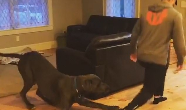 «Делай, как я!»: датский дог копирует своего хозяина на разминке