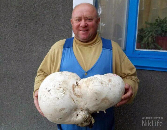 Очень даже грибные на Николаевщине места: сельский житель нашел дождевик весом 5,1 кг 1