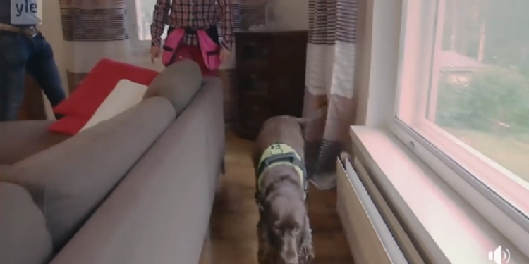 В Финляндии при сделках с недвижимостью все чаще привлекают собак  – они ищут скрытую плесень