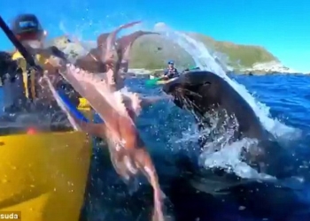 «Ейной мордой начала меня в харю тыкать»: морской котик швырнул туристу в лицо осьминога