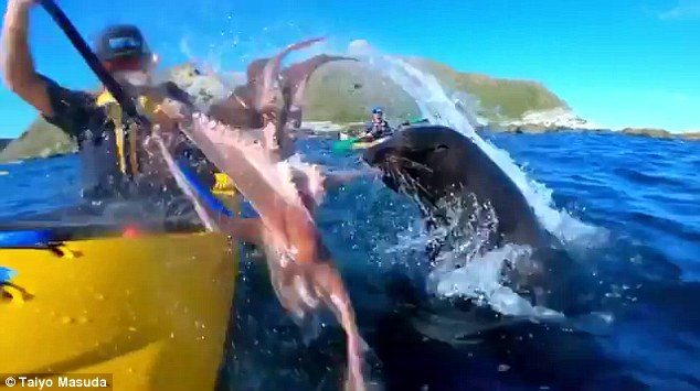 «Ейной мордой начала меня в харю тыкать»: морской котик швырнул туристу в лицо осьминога 1