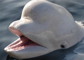 В британской Темзе обнаружили кита белуху