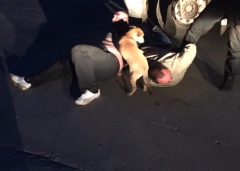 Николаевские патрульные «повязали» двух дебоширов, избивших работника СТО