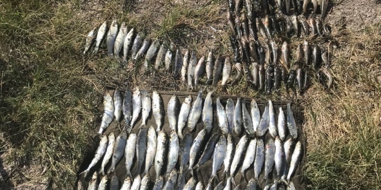 На Николаевщине пограничники поймали браконьера с 150-метровой сетью и солидным уловом