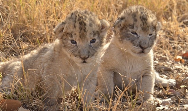Шанс вымирающим видам: есть первые в мире львята, рожденные «из пробирки»