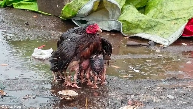 Что такое мокрая курица, или Мать есть мать 1