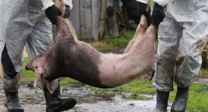 Совсем рядом с Николаевом – в Старой Богдановке нашли труп свиньи, умершей от АЧС
