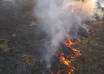 На Николаевщине за прошлую неделю было 8 пожаров в лесных урочищах, причем половина из них – в Матвеевском лесу