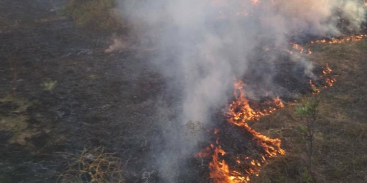 На Николаевщине за прошлую неделю было 8 пожаров в лесных урочищах, причем половина из них – в Матвеевском лесу