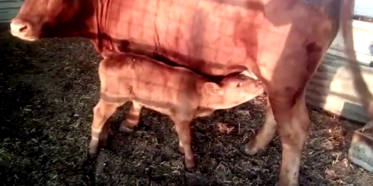 Готовимся к «концу времен»? В Израиле родилась «первая красная телица за 2000 лет»