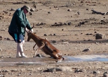 Пришла помощь, откуда не ждали: в южноафриканском природном парке застрявшую в грязи антилопу вытащил турист