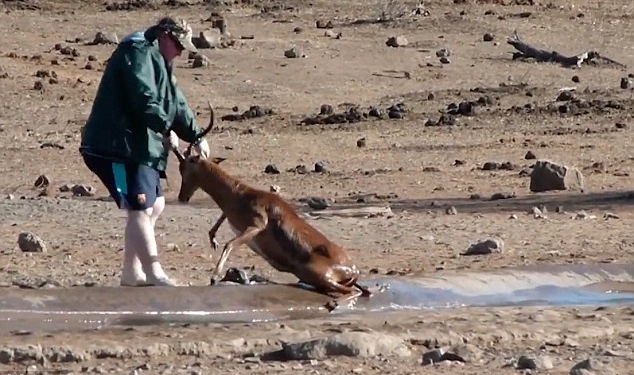 Пришла помощь, откуда не ждали: в южноафриканском природном парке застрявшую в грязи антилопу вытащил турист