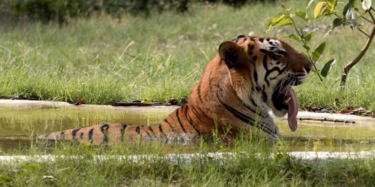 В Индии хотят провести масштабную облаву на тигрицу, убившую уже 13 человек