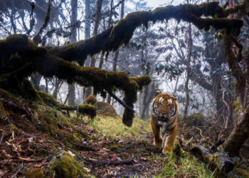 Wildlife Photographer of the Year: какие фотографии вышли в финал всемирно известного конкурса