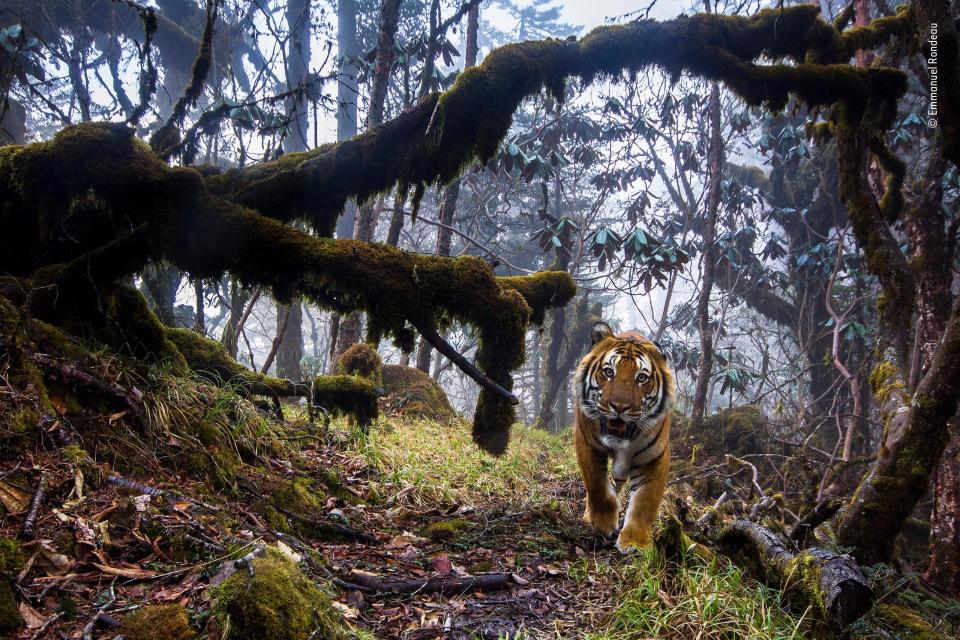 Wildlife Photographer of the Year: какие фотографии вышли в финал всемирно известного конкурса 1