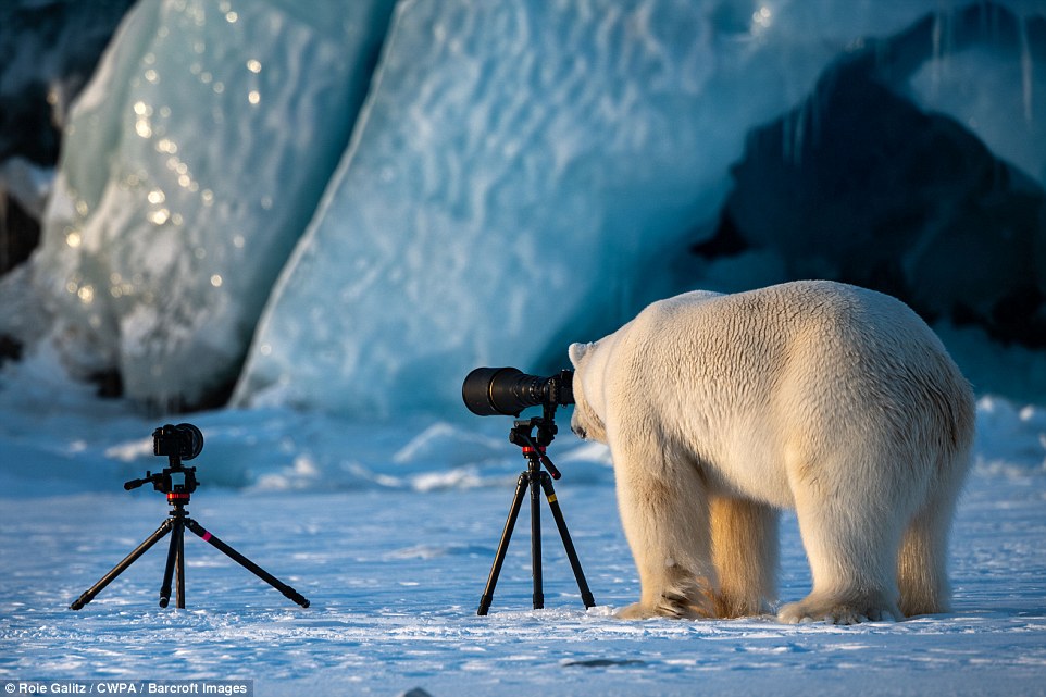 Улыбнитесь, это мило: подведены итоги конкурса фотографий Comedy Wildlife Photography Awards 11