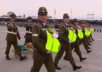 На параде в Чили карабинеры шли с щенками на руках