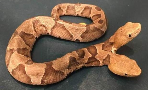 Одна голова активнее. В США нашли змею с двумя головами