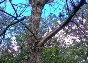 Над головами первомайцев нависло больше 100 потенциально опасных деревьев