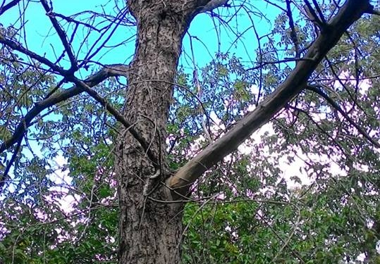 Над головами первомайцев нависло больше 100 потенциально опасных деревьев