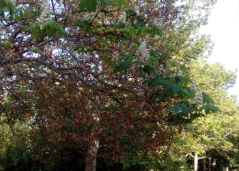 Даже деревьям хочется весны: в Очакове зацвел каштан