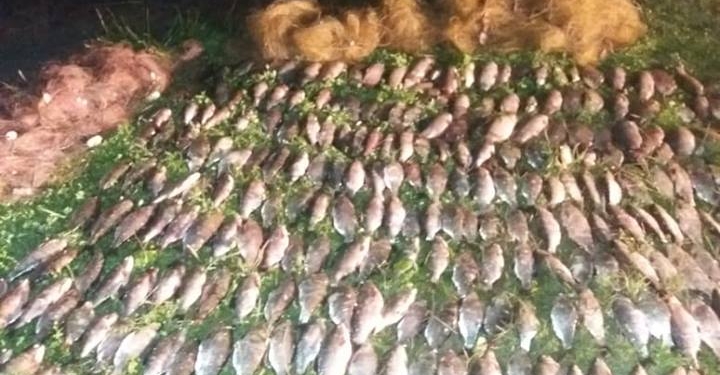 У Трихат браконьеры добыли сетями 45 кг рыбы, а у Раково – 302 рака размером чуть больше креветки